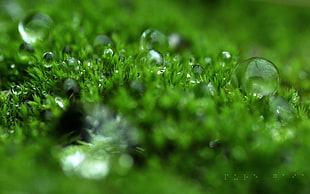 macro photography of water drops on green grass